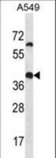OR14J1 Antibody western blot of A549 cell line lysates (35 ug/lane). The OR14J1 antibody detected the OR14J1 protein (arrow).