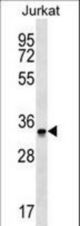 OR2G6 Antibody western blot of Jurkat cell line lysates (35 ug/lane). The OR2G6 antibody detected the OR2G6 protein (arrow).