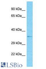 OR2G6 antibody Western Blot of HeLa. Antibody dilution: 1 ug/ml.