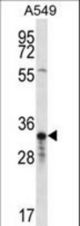 OR4F5 Antibody western blot of A549 cell line lysates (35 ug/lane). The OR4F5 antibody detected the OR4F5 protein (arrow).
