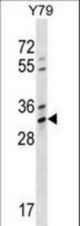 OR4K1 Antibody western blot of Y79 cell line lysates (35 ug/lane). The OR4K1 antibody detected the OR4K1 protein (arrow).