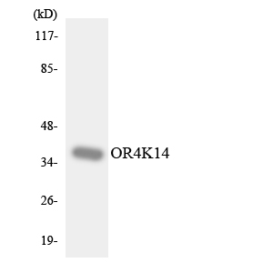 Western blot of the lysates from HepG2 cells using OR4K14 antibody.