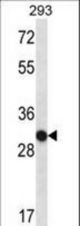 OR4K14 Antibody western blot of 293 cell line lysates (35 ug/lane). The OR4K14 antibody detected the OR4K14 protein (arrow).
