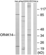 Western blot of extracts from HeLa/HepG2/HUVEC cells, using OR4K14 Antibody. The lane on the right is treated with the synthesized peptide.