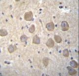 OR4K2 Antibody immunohistochemistry of formalin-fixed and paraffin-embedded human brain tissue followed by peroxidase-conjugated secondary antibody and DAB staining.