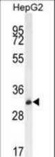 OR4K5 Antibody western blot of HepG2 cell line lysates (35 ug/lane). The OR4K5 antibody detected the OR4K5 protein (arrow).
