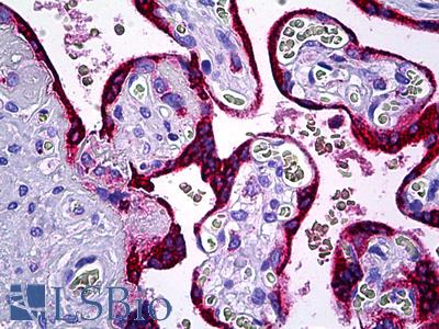 Anti-MESDC2 antibody IHC of human placenta. Immunohistochemistry of formalin-fixed, paraffin-embedded tissue after heat-induced antigen retrieval. Antibody LS-B5769 dilution 1:100.