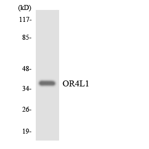 Western blot of the lysates from HepG2 cells using OR4L1 antibody.