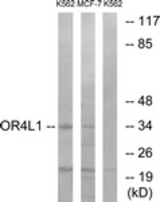 Western blot of extracts from K562/MCF-7 cells, using OR4L1 Antibody. The lane on the right is treated with the synthesized peptide.