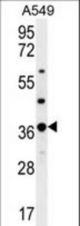 OR4M1 Antibody western blot of A549 cell line lysates (35 ug/lane). The OR4M1 antibody detected the OR4M1 protein (arrow).