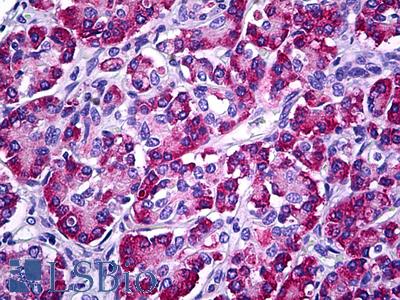 Anti-MESDC2 antibody IHC of human pancreas. Immunohistochemistry of formalin-fixed, paraffin-embedded tissue after heat-induced antigen retrieval. Antibody LS-B5769 dilution 1:100.