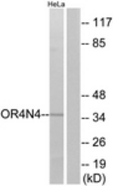 Western blot of extracts from HeLa cells, using OR4N4 Antibody. The lane on the right was incubated with synthetic peptide.