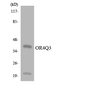Western blot of the lysates from 293 cells using OR4Q3 antibody.