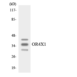 Western blot of the lysates from RAW264.7cells using OR4X1 antibody.