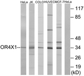 Western blot of extracts from HeLa/Jurkat/HUVEC/MCF-7/COLO cells, using OR4X1 Antibody. The lane on the right is treated with the synthesized peptide.