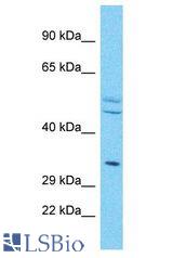 OR4X2 antibody Western Blot of HepG2. Antibody dilution: 1 ug/ml.