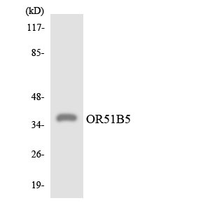 Western blot of the lysates from HepG2 cells using OR51B5 antibody.