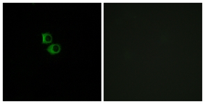 Immunofluorescence of MCF7 cells, using OR51B6 Antibody. The sample on the right was incubated with synthetic peptide.
