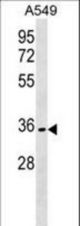 OR51B6 Antibody western blot of A549 cell line lysates (35 ug/lane). The OR51B6 antibody detected the OR51B6 protein (arrow).