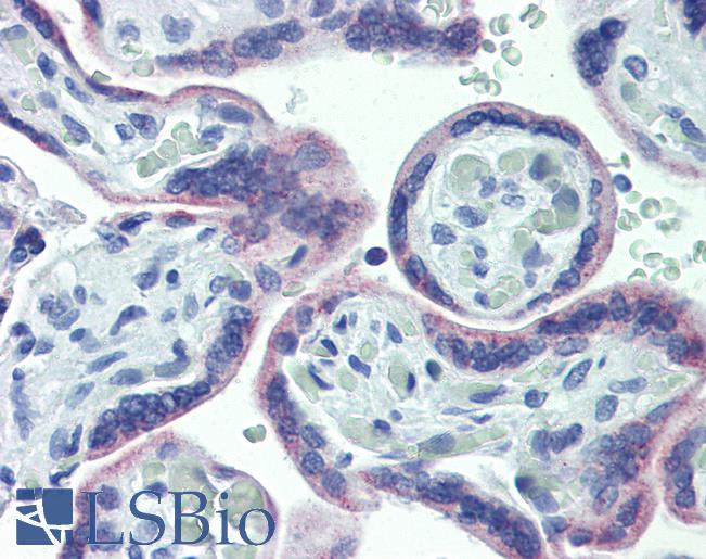 Anti-OR51E1 antibody IHC of human placenta. Immunohistochemistry of formalin-fixed, paraffin-embedded tissue after heat-induced antigen retrieval. Antibody LS-B4084 concentration 20 ug/ml.