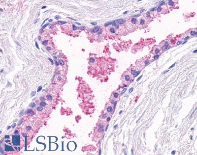 Anti-OR51E1 antibody LS-A1851 IHC of human prostate, glands. Immunohistochemistry of formalin-fixed, paraffin-embedded tissue after heat-induced antigen retrieval.