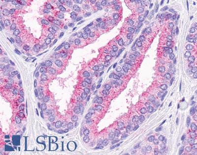 Anti-OR51E1 antibody LS-A1854 IHC of human prostate, glands. Immunohistochemistry of formalin-fixed, paraffin-embedded tissue after heat-induced antigen retrieval.