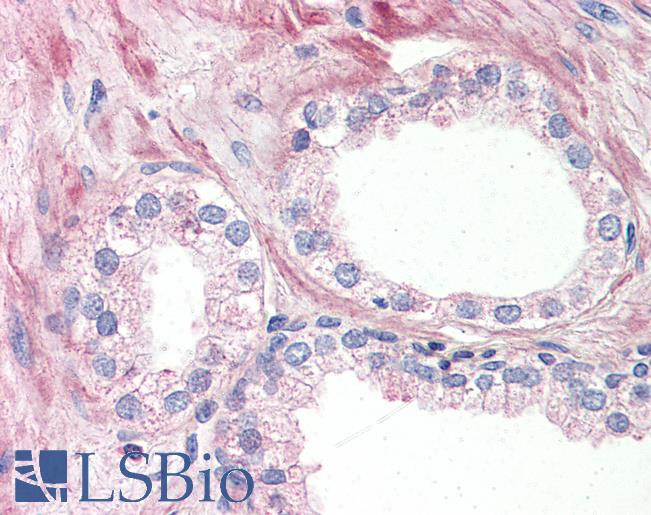 Anti-OR51E1 antibody LS-A1853 IHC of human prostate. Immunohistochemistry of formalin-fixed, paraffin-embedded tissue after heat-induced antigen retrieval.