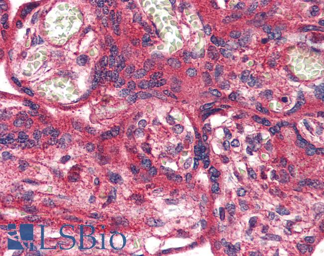 Anti-OR51E1 antibody LS-A1852 IHC of human placenta. Immunohistochemistry of formalin-fixed, paraffin-embedded tissue after heat-induced antigen retrieval.