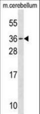 Mouse Mesp1 Antibody western blot of mouse cerebellum tissue lysates (35 ug/lane). The MESP1 antibody detected the MESP1 protein (arrow).