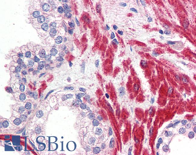 Anti-OR51E1 antibody LS-A1852 IHC of human prostate. Immunohistochemistry of formalin-fixed, paraffin-embedded tissue after heat-induced antigen retrieval.