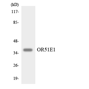 Western blot of the lysates from K562 cells using OR51E1 antibody.