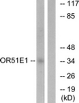 Western blot of extracts from HeLa cells, using OR51E1 Antibody. The lane on the right is treated with the synthesized peptide.