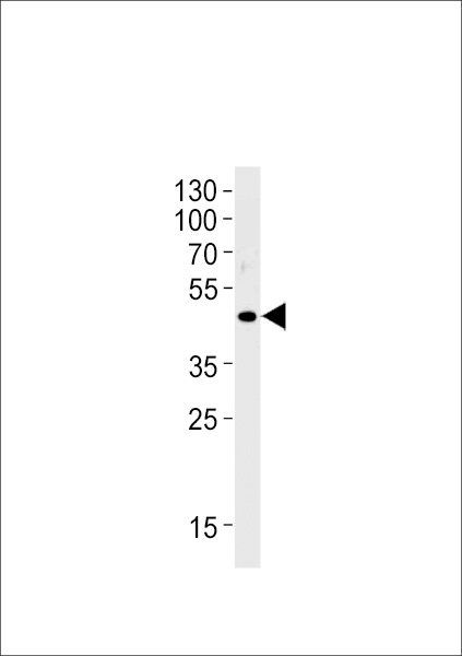 OR51E1 Antibody western blot of LNCaP cell line lysates (35 ug/lane). The OR51E1 antibody detected the OR51E1 protein (arrow).