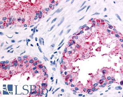 Anti-OR51E2 antibody LS-A6332 IHC of human prostate, epithelium. Immunohistochemistry of formalin-fixed, paraffin-embedded tissue after heat-induced antigen retrieval.