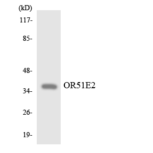 Western blot of the lysates from HepG2 cells using OR51E2 antibody.