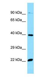 OR51E2 / PSGR antibody Western Blot of HepG2.