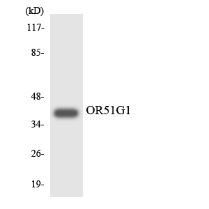 Western blot of the lysates from COLO205 cells using OR51G1 antibody.