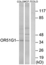 Western blot of extracts from COLO/MCF-7 cells, using OR51G1 Antibody. The lane on the right is treated with the synthesized peptide.