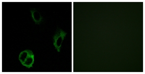 Immunofluorescence of COS7 cells, using OR51I1 Antibody. The sample on the right was incubated with synthetic peptide.