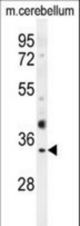 OR51I1 Antibody western blot of mouse cerebellum tissue lysates (35 ug/lane). The OR51I1 antibody detected the OR51I1 protein (arrow).