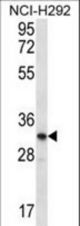 OR51L1 Antibody western blot of NCI-H292 cell line lysates (35 ug/lane). The OR51L1 antibody detected the OR51L1 protein (arrow).