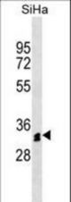 OR51M1 Antibody western blot of SiHa cell line lysates (35 ug/lane). The OR51M1 antibody detected the OR51M1 protein (arrow).