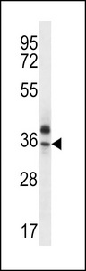OR51Q1 Antibody western blot of MDA-MB435 cell line lysates (35 ug/lane). The OR51Q1 antibody detected the OR51Q1 protein (arrow).