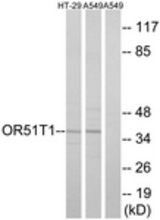 Western blot of extracts from HT-29/A549 cells, using OR51T1 Antibody. The lane on the right is treated with the synthesized peptide.