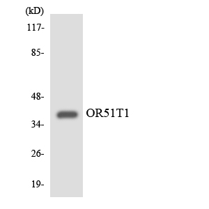 Western blot of the lysates from K562 cells using OR51T1 antibody.