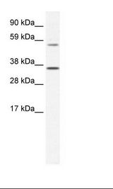 SP2/0 Cell Lysate