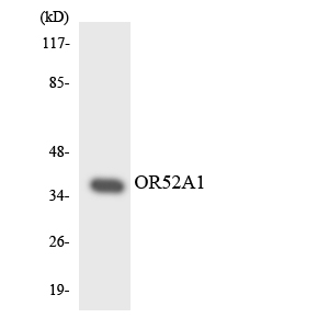 Western blot of the lysates from HeLa cells using OR52A1 antibody.