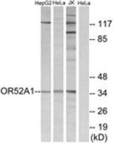 Western blot of extracts from HeLa/Jurkat/HepG2 cells, using OR52A1 Antibody. The lane on the right is treated with the synthesized peptide.