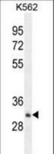 OR52A1 Antibody western blot of K562 cell line lysates (35 ug/lane). The OR52A1 antibody detected the OR52A1 protein (arrow).