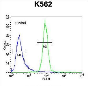 OR52A1 Antibody flow cytometry of K562 cells (right histogram) compared to a negative control cell (left histogram). FITC-conjugated goat-anti-rabbit secondary antibodies were used for the analysis.
